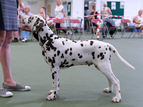 1st place winner