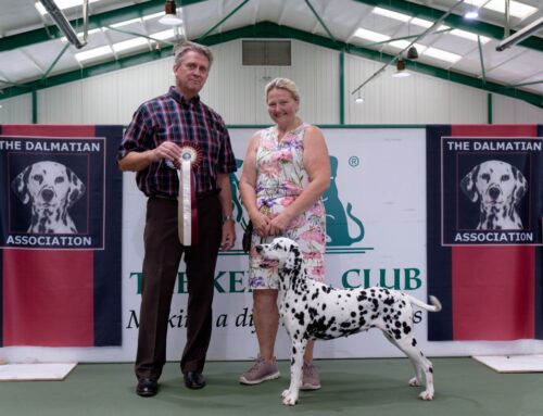 Dalmatian Show – Hoopers Demo – Fun Show