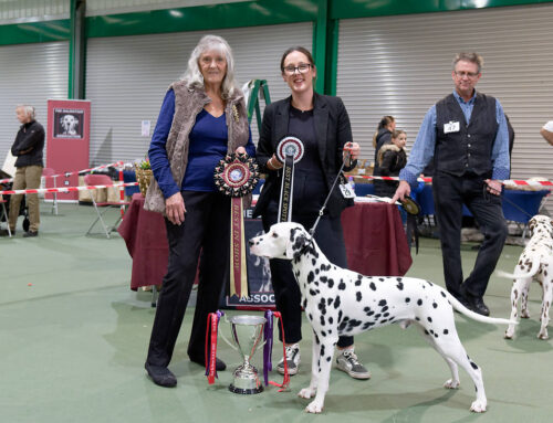 Dalmatian Show – Fun Show – October 2025