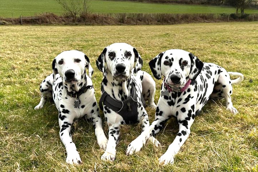 Group of three Dalmatians Group of three Dalmatians