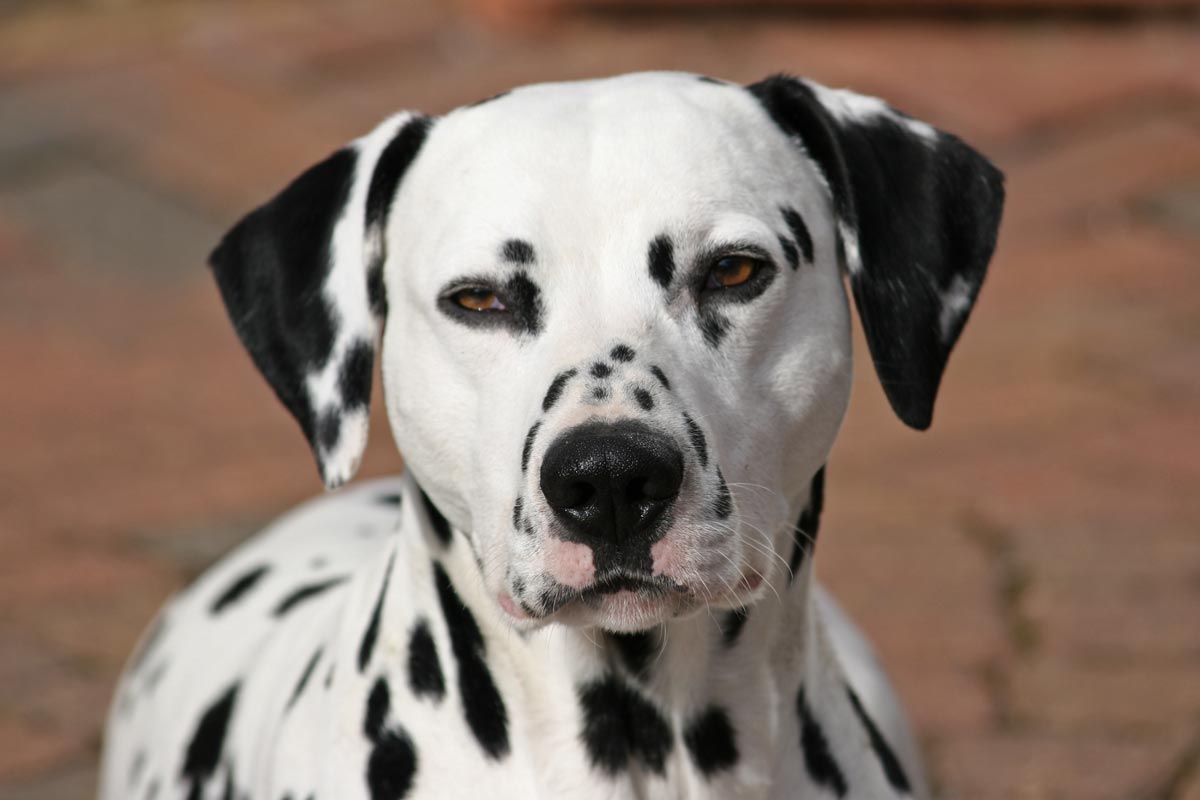 Dalmatian head study Dalmatian head study