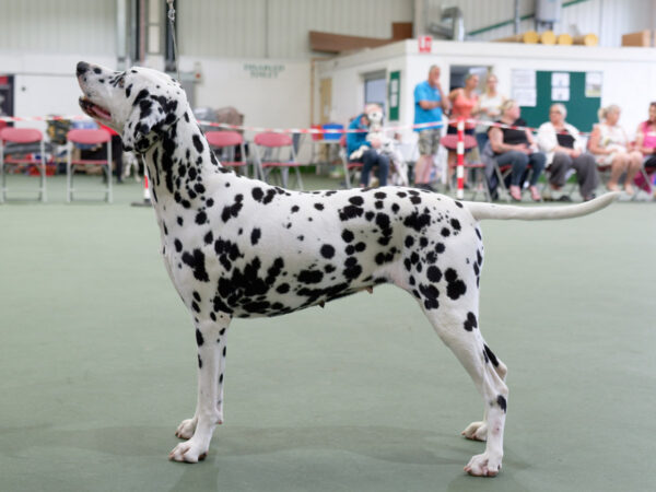 1st place winner