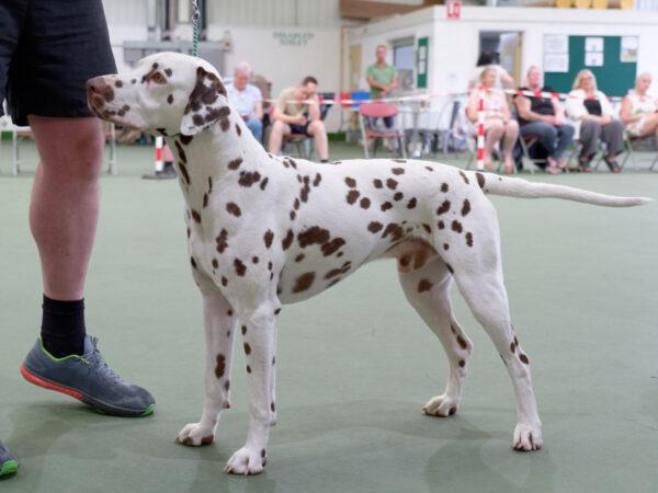 1st place winner