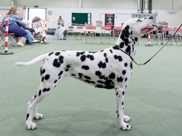 1st place winner