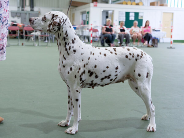 1st place winner